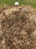 Grave Location for Shirley Jane Lovett Kelly
